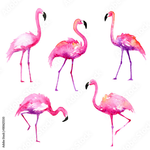 Fototapeta Zestaw ręcznie malowane akwarela flamingi