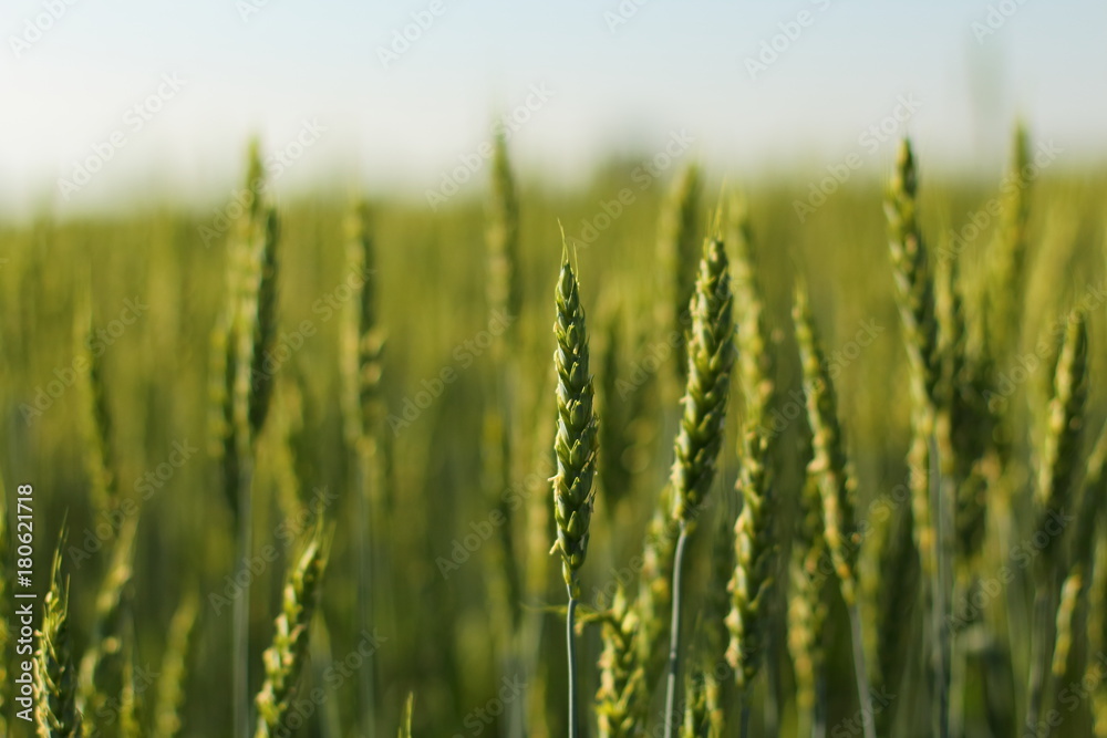 nature, landscape, forest, shish kebabs, rest, fresh air, wheat, sky, bicycle, travel, sport