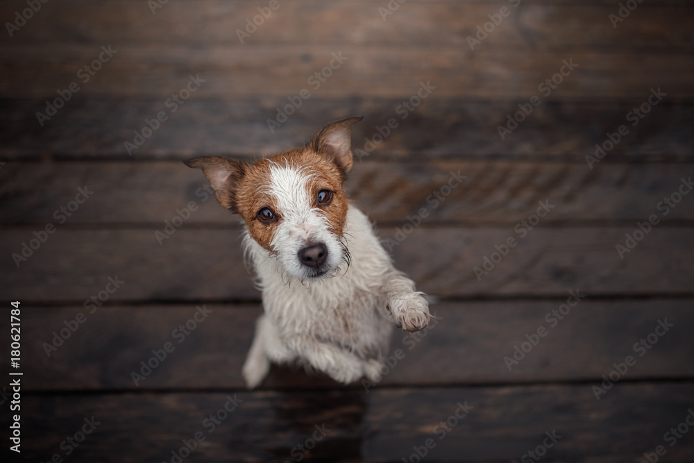 Dog Jack Russell Terrier on a wooden floor