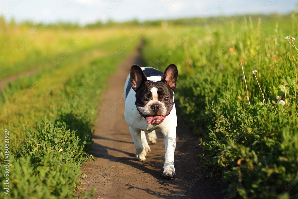 French Bulldog, dog, puppy, man's best friend, ball