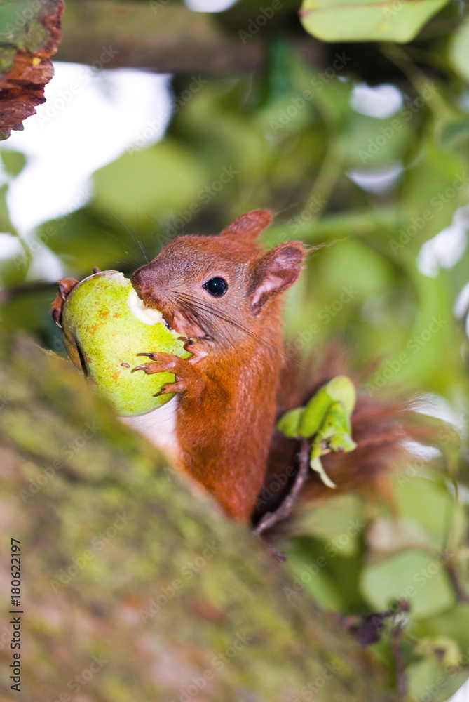 Squirrel eating a pear in nature, close-up 