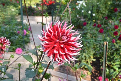 Fototapeta Naklejka Na Ścianę i Meble -  Dahlia cactus rouge et blanc au jardin en été