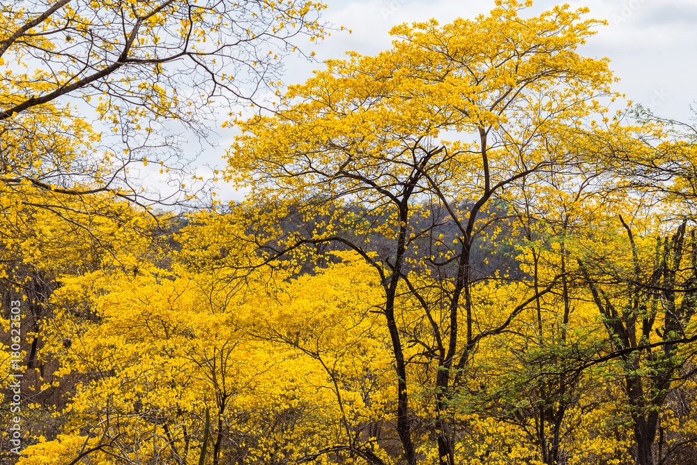 Trees of guayacán Trees of guayacán