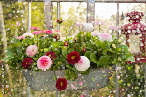 Frühling auf dem Balkon