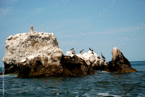 Pelicano en Baja California