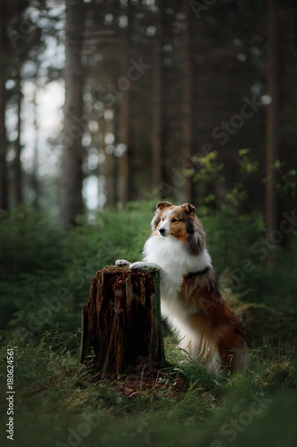 Sheltie dog in the nature