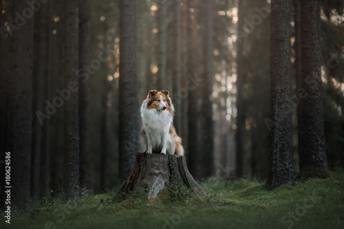 Fototapeta Naklejka Na Ścianę i Meble -  Sheltie dog in the nature