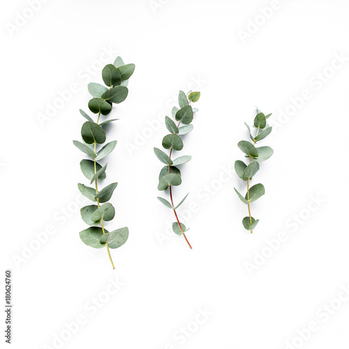 green leaves eucalyptus on white background. flat lay, top view