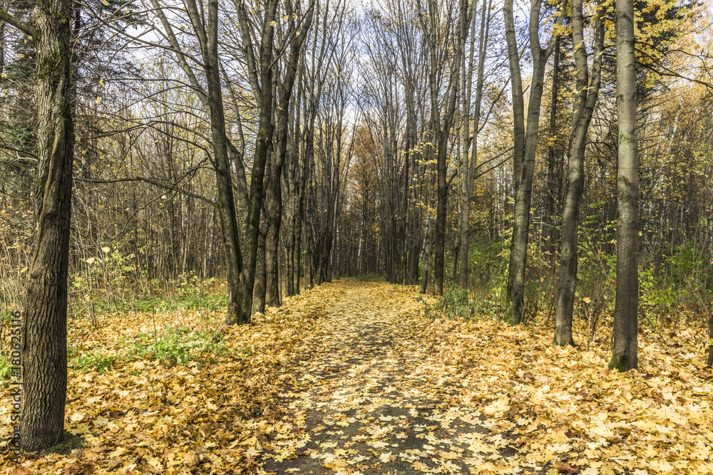 Obraz premium Fallen leaves in autumn Park