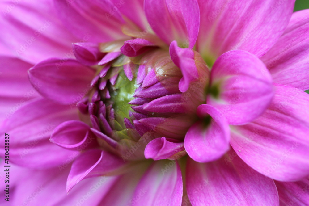Pink Dahlia Pink Dahlia
