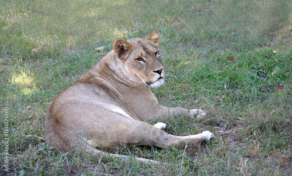 Obraz premium Lioness on a grass