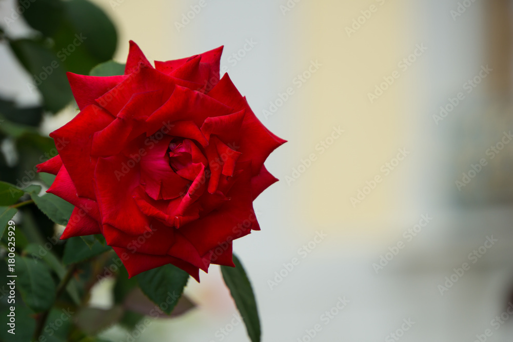 Giant beautiful red rose blossom in a garden at springtime Giant beautiful red rose blossom in a garden at springtime