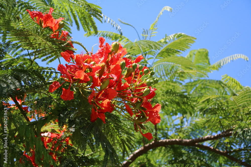 Delonix regia with buds and flowers in summer, Queensland Australia Delonix regia with buds and flowers in summer, Queensland Australia