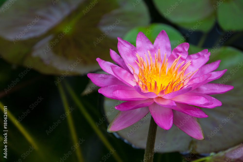 Huge pink blossom of a lily flower with yellow core at springtime Huge pink blossom of a lily flower with yellow core at springtime