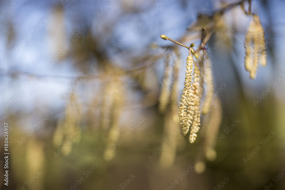 Fototapeta premium First blossoming.One of the first in the beginning of spring hazelnut blossoms.