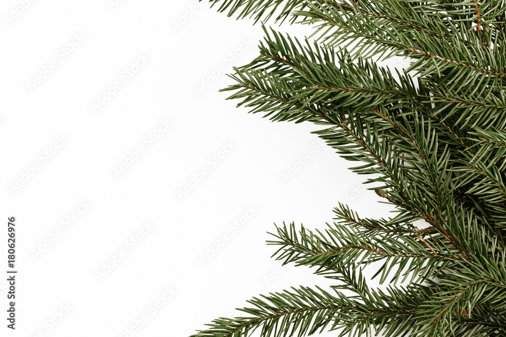 Evergreen tree branch needles isolated on white.