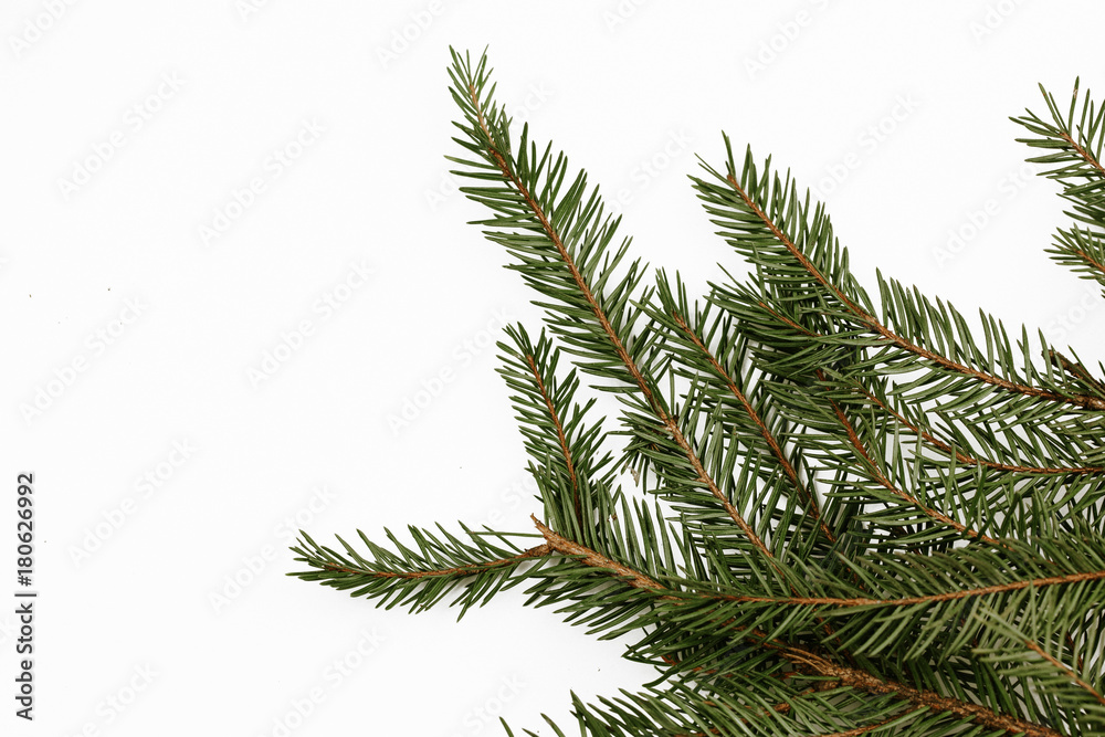 Green evergreen needle branch in studio isolated on white. Empty copy space christmas background.