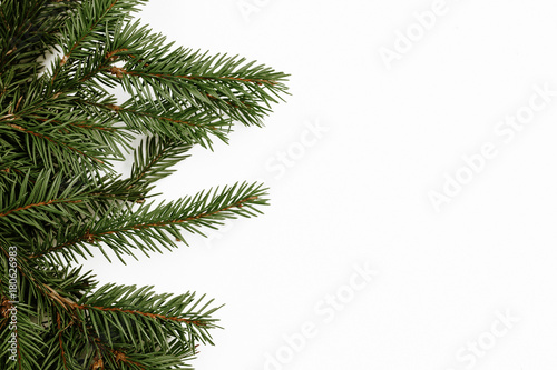 Empty copy space christmas background. Green needle branch in studio isolated on white. 