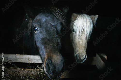 two mini horses on a black background