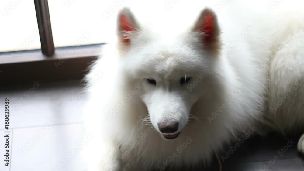 Big white dog lies and shakes his head Big white dog lies and shakes his head