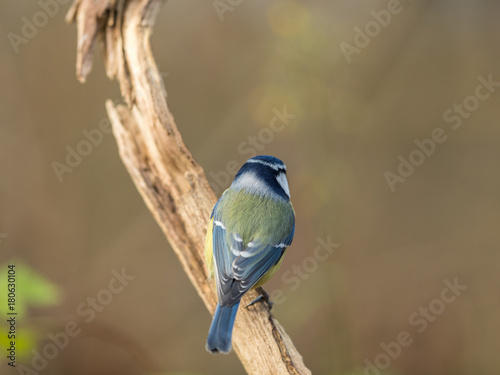 Blue tit Cyanistes caeruleus, showing its beautiful colorful back while sitting on a branch. Soft background. photo