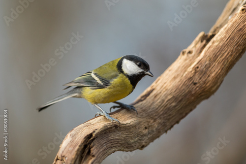 Great Tit pearched on a branch of an old dead tree, natural soft light background