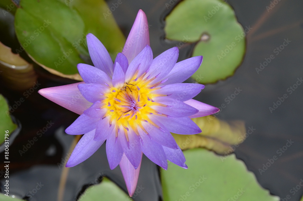 FLEUR DE LOTUS JARDIN AQUATIQUE BANGKOK THAILANDE FLEUR DE LOTUS JARDIN AQUATIQUE BANGKOK THAILANDE