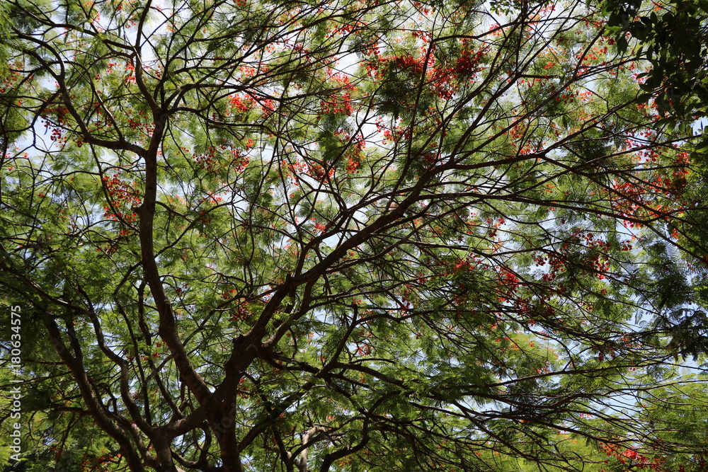 Large tree crown of Delonix regia in Brisbane, Queensland Australia Large tree crown of Delonix regia in Brisbane, Queensland Australia