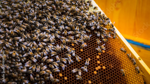 Królowa- pszczoły 