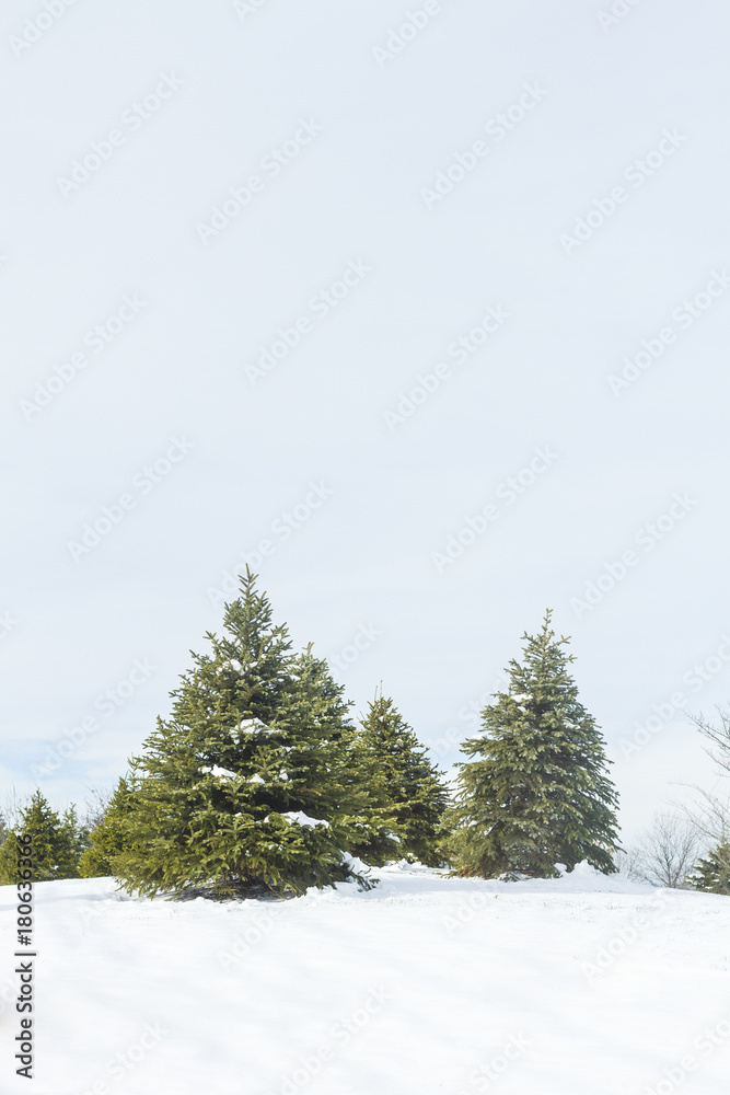 Winter Trees Winter Trees