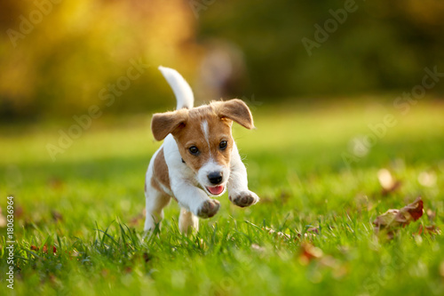Fototapeta Dog breed Jack Russell Terrier playing in autumn park