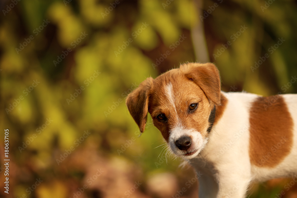Dog breed Jack Russell Terrier playing in autumn park Dog breed Jack Russell Terrier playing in autumn park