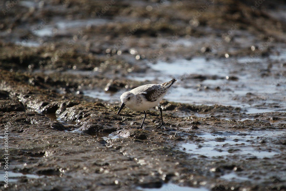 Little bird called sanderling on volcanic rocks at the sea Little bird called sanderling on volcanic rocks at the sea