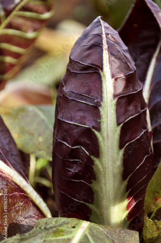 biologic radicchio