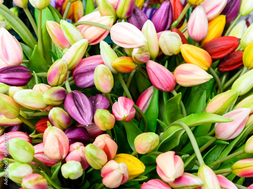 Verschiedene bunte Tulpen