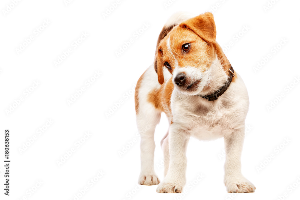 Jack russell terrier puppy portrait. Image taken in a studio. Jack russell terrier puppy portrait. Image taken in a studio.