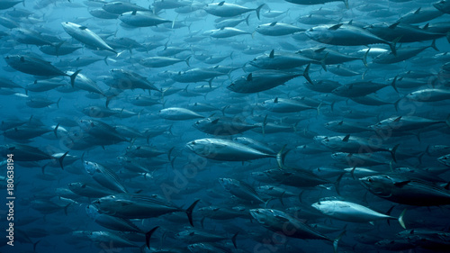 Black Skipjack Tuna School in Galapagos, the Pinnacle of Diving. Very large and dense schools of fish often congregate in these protected waters. photo