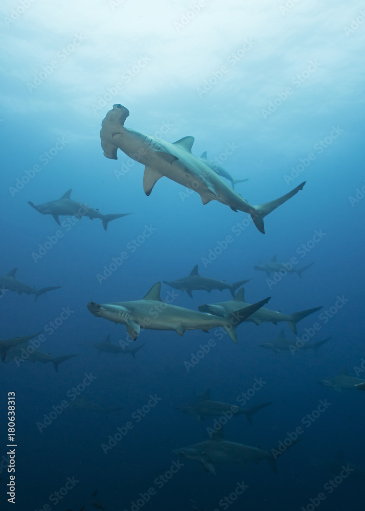 Obraz premium School of Hammerheads in Galapagos, the Pinnacle of Diving
