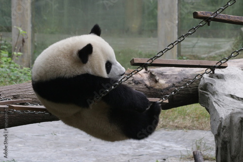 Fototapeta Naklejka Na Ścianę i Meble -  Playful Panda Cub on the String, Chongqing,China
