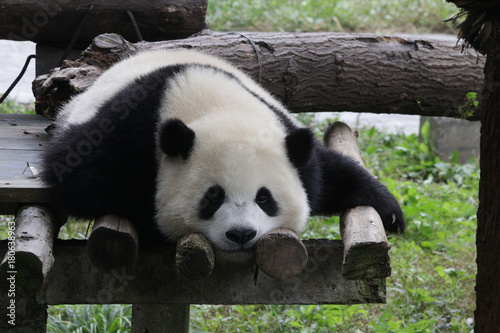 Fototapeta Naklejka Na Ścianę i Meble -  Cute Giant Panda Cub, Chongqing, China