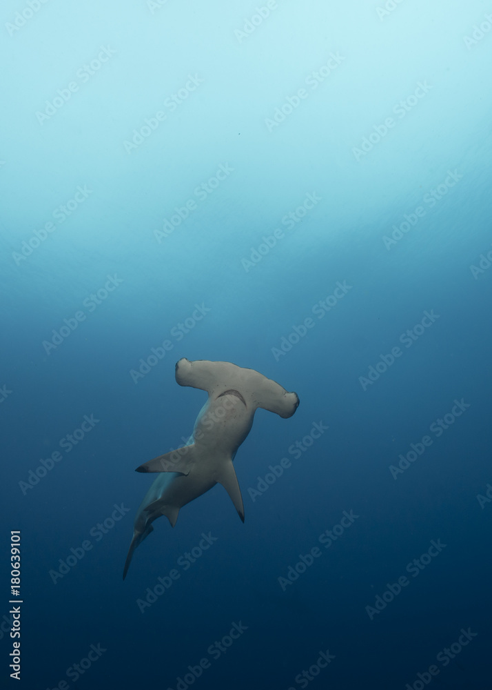 Fototapeta premium Hammerhead in Galapagos, the Pinnacle of Diving