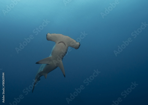 Hammerhead in Galapagos, the Pinnacle of Diving
