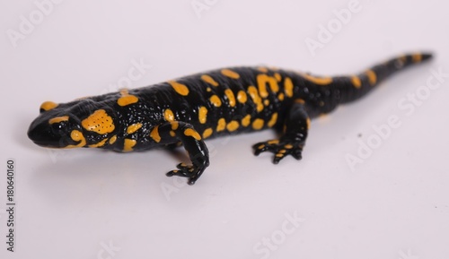 Fire salamander isolated