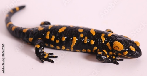 Fire salamander isolated