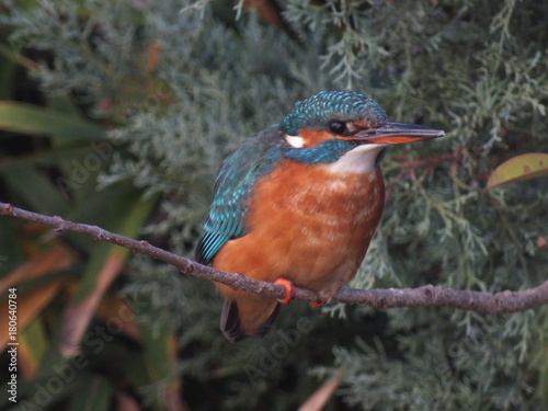 martin-pêcheur