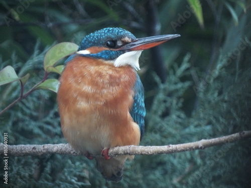 martin-pêcheur