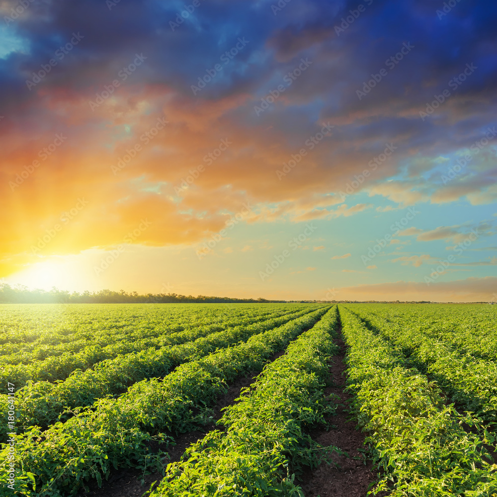 green agriculture field with tomatoes and orange sunset in dramatic sky