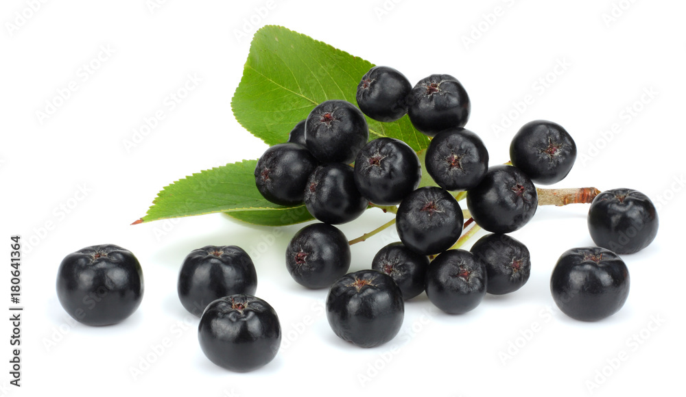 Chokeberry with leaf isolated on white background. Black aronia Chokeberry with leaf isolated on white background. Black aronia