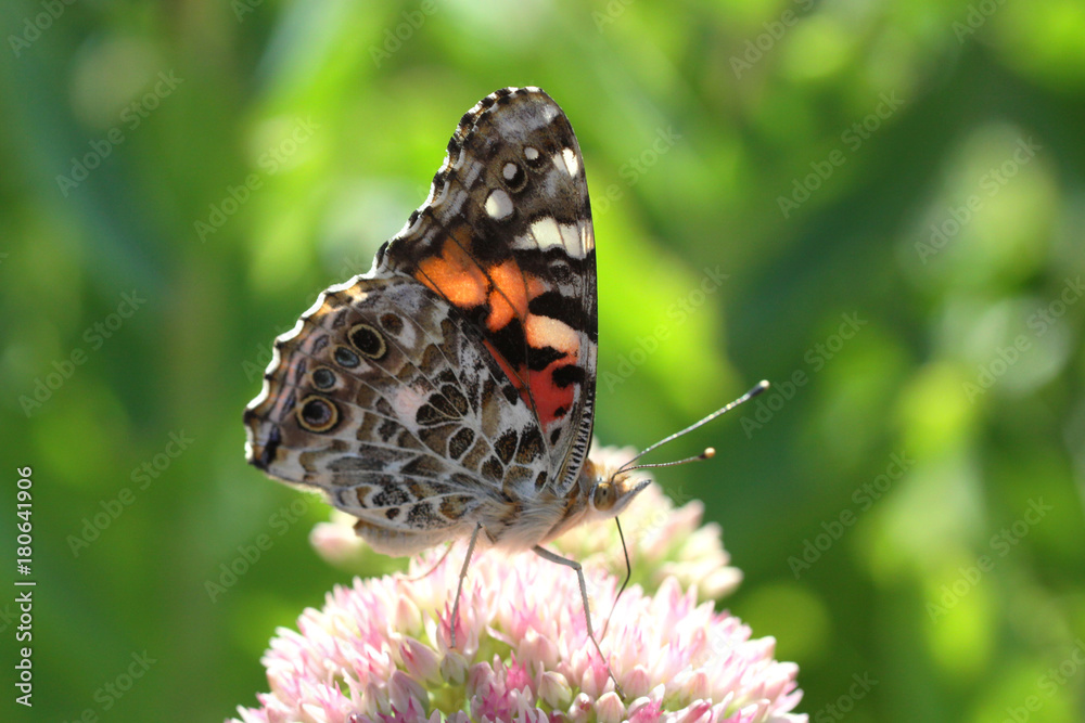 Painted Lady Painted Lady