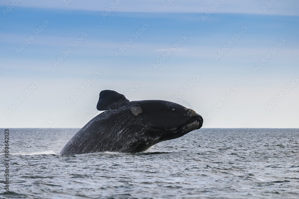 Obraz premium Whale Patagonia Argentina